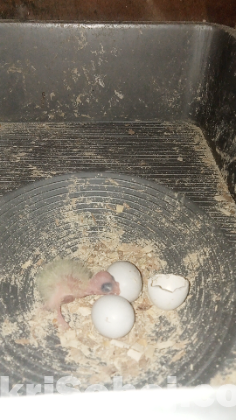 কোকাটাইল পাখি